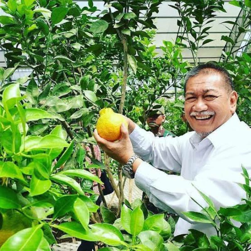 Bibit Jeruk Dekopon Super