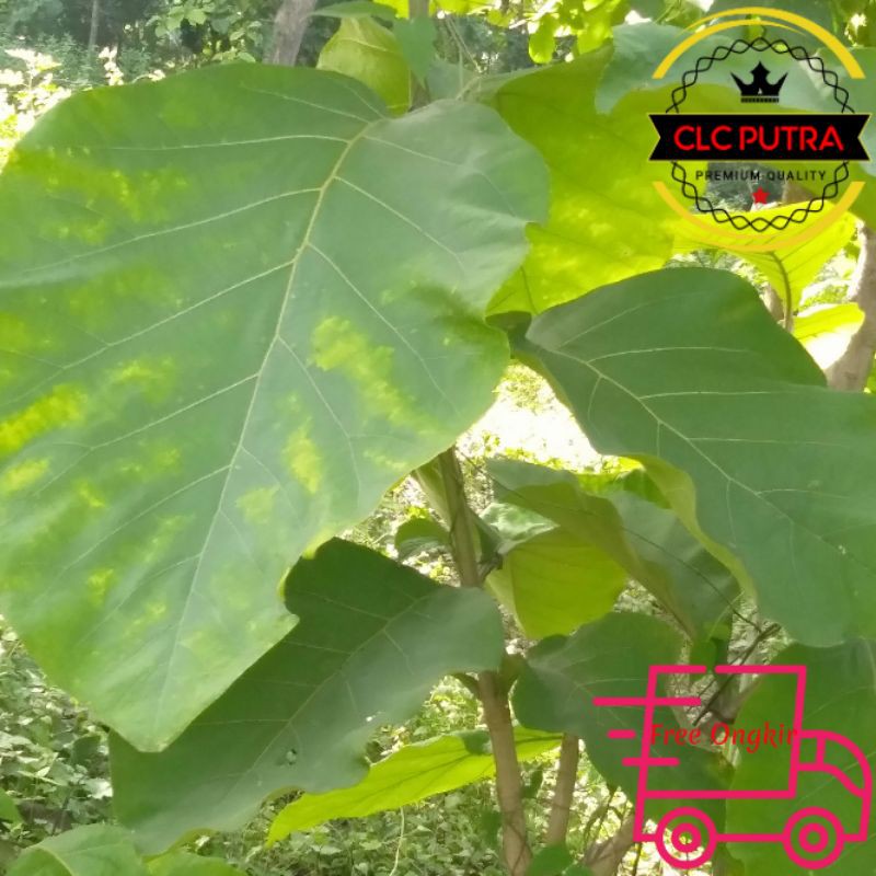 

Daun jati Segar 500 gram
