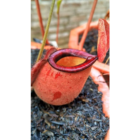 Nepenthes Hybrid { (Globosa x Ampularia BM) x (Boschiana x Spatulata)} x xMiranda