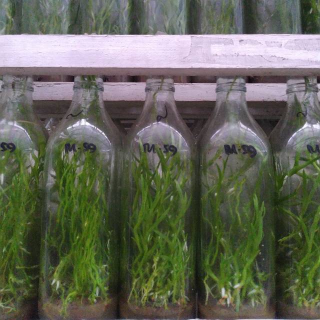 BIBIT ANGGREK BOTOL / BOTOLAN GRAMMA TIGER PAW