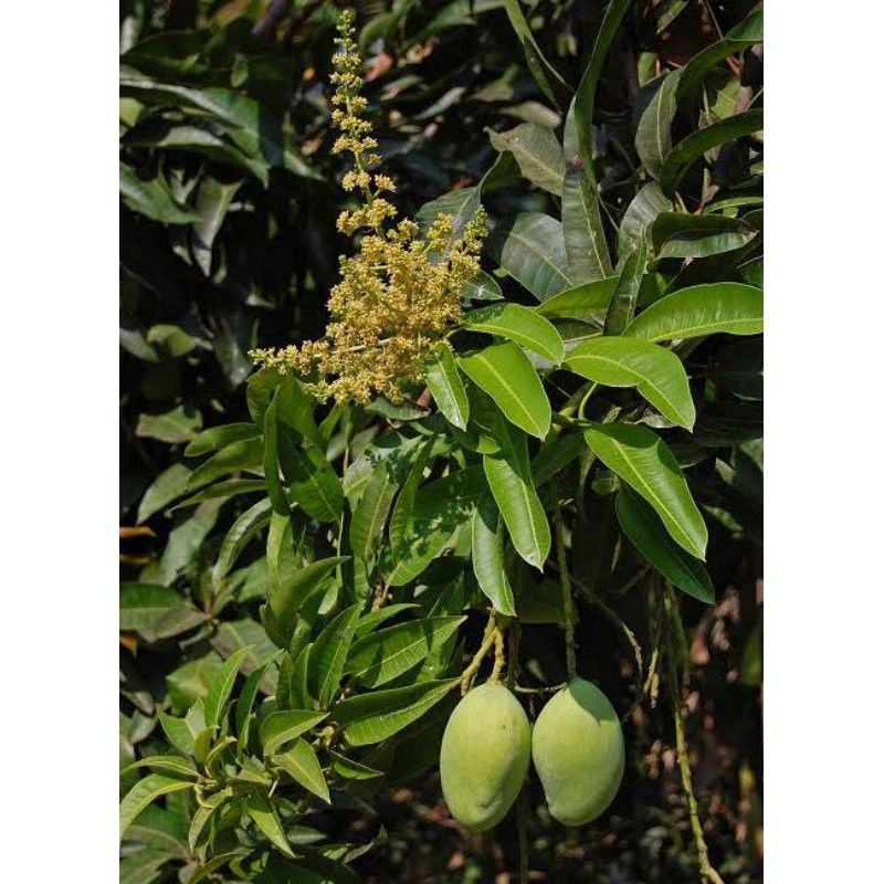 Bibit Mangga Chokanan Berbunga