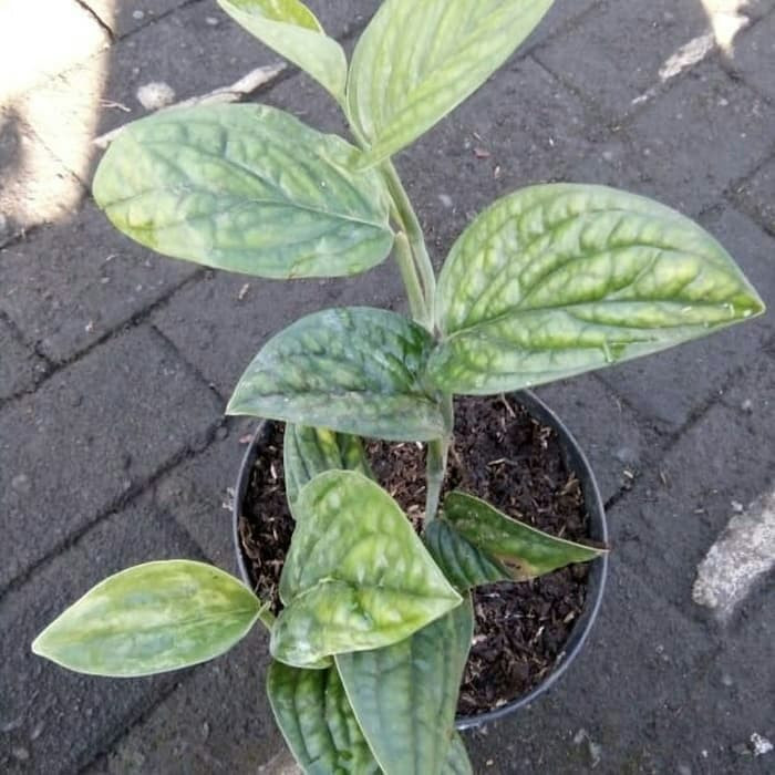 Tanaman Hias Rambat Monstera Karstenianum