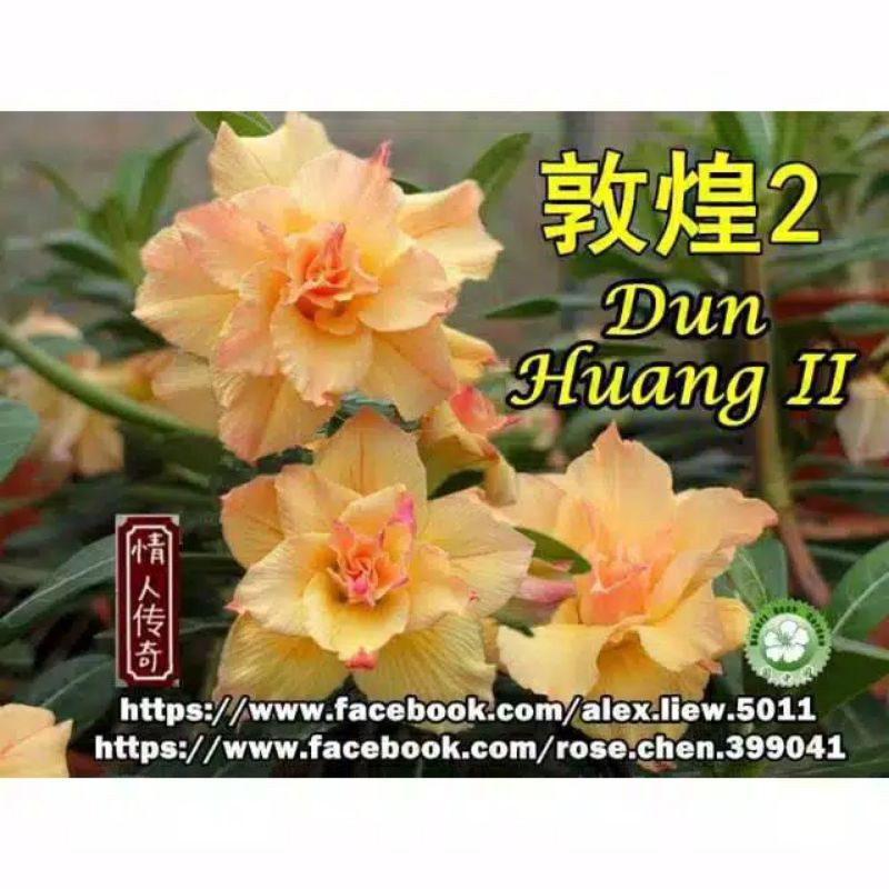 tanaman hias adenium bunga tumpuk "Dun Huang 2"