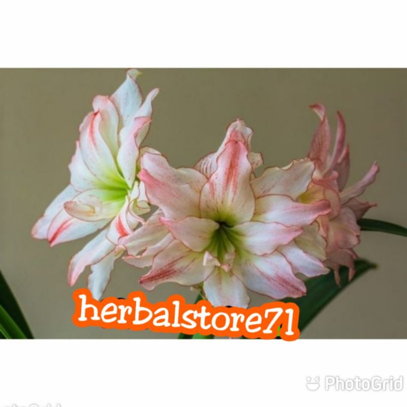 (BISA COD) tanaman hias bunga amarilis pink ruby