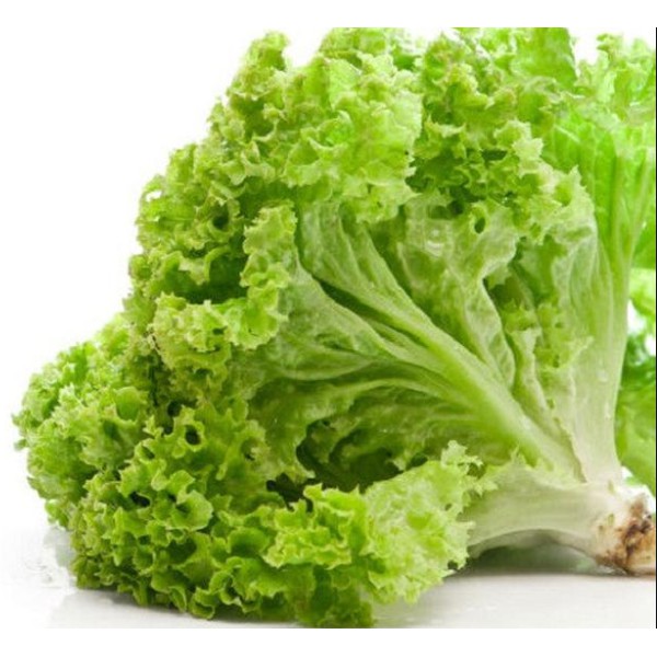 

Daun Selada 250 gram