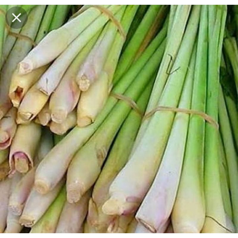 

sereh dapur segar / batang