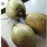 

kelapa kopyor genjah khas kab. pati