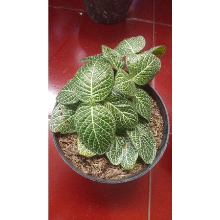 tanaman hias episia mutiara