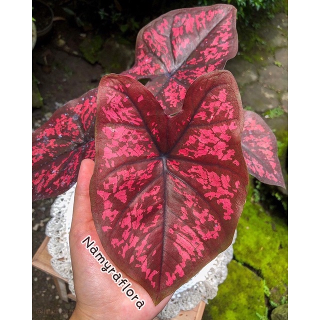 bibit bonggol caladium seven luck