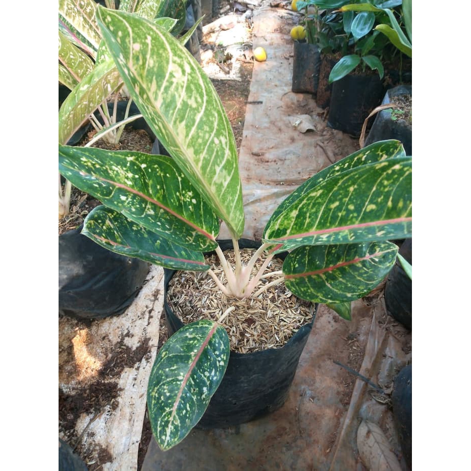 Tanaman Hias Aglaonema Dona Karmen  Aglonema DonaCarmen Tanaman Hidup - Bunga Hidup Murah