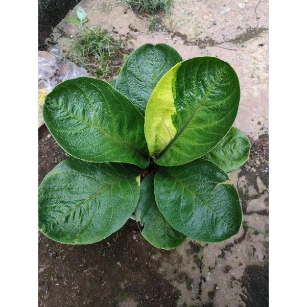 Anthurium mangkok varigata