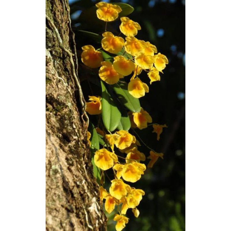 Anggrek Dendrobium Agregatum