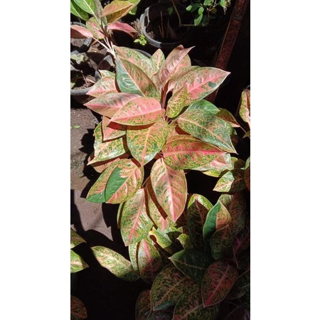 Aglonema bigroy remaja dan indukan