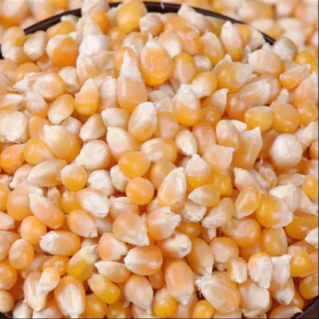 

250g JAGUNG POP CORN ORGANIK