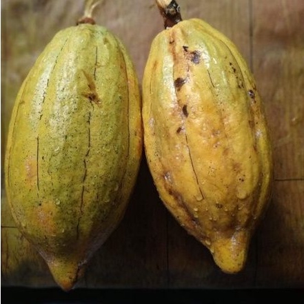 

buah coklat/kg