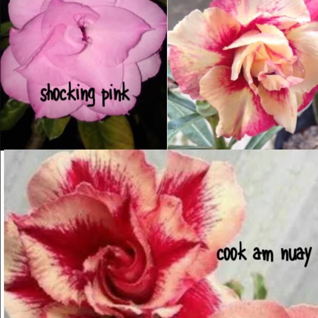 Paket adenium bunga tumpuk.