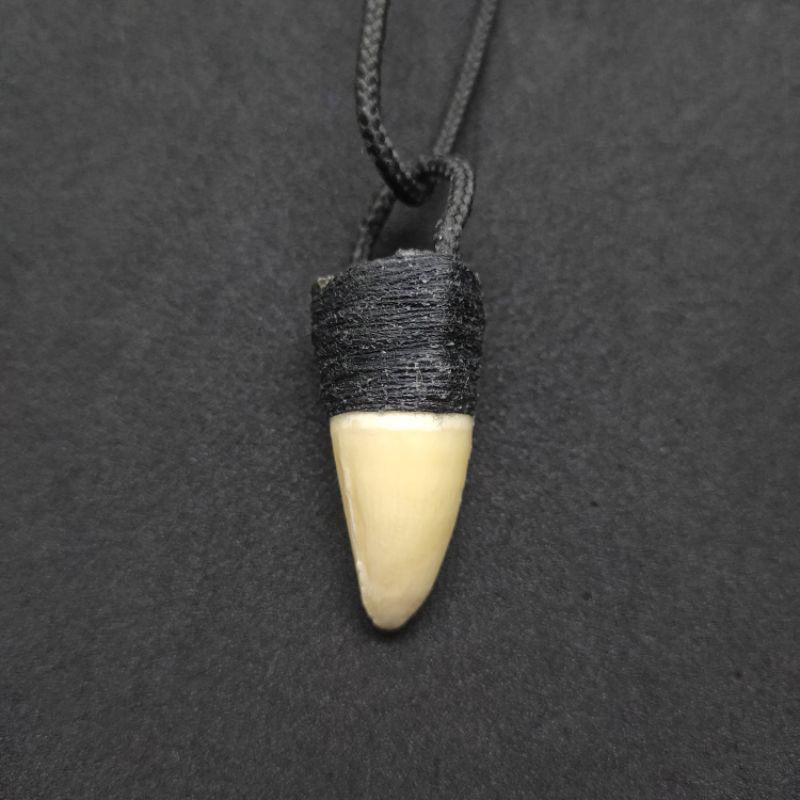 kalung gigi buaya asli 02
