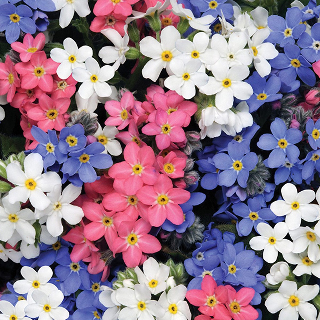 Benih Bibit Biji - Bunga Forget Me Not Mixed Color Flower Seeds - IMPORT