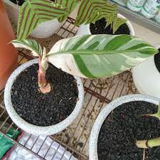 TERLARIS BIBIT PISANG EMAS VARIGATA BERLIN KULTUR JARINGAN UKURAN MINI