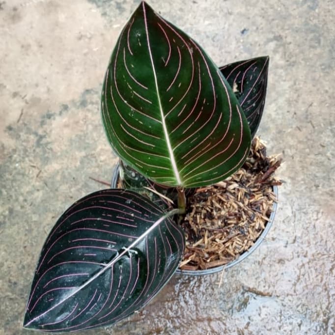 PROMO Tanaman Hias Aglonema Rotundum Aceh dewasa murah