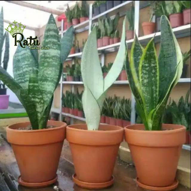 PAKET 3 SENSIVERA , sensivera lidah mertua, sensivera moonshen, sensivera hijau