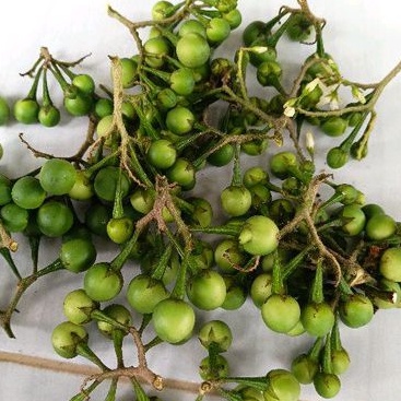 Buah takokak segar- takokak pres 500 gram