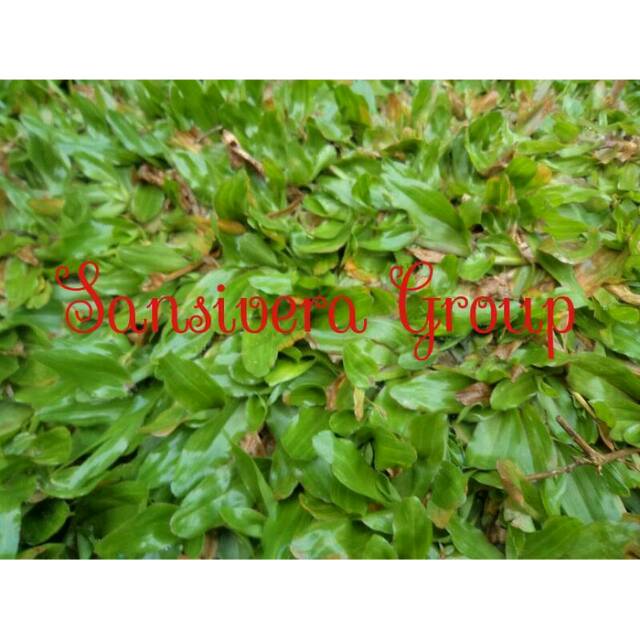 Jual Rumput Gajah Mini Per 1x1 Meter | Shopee Indonesia