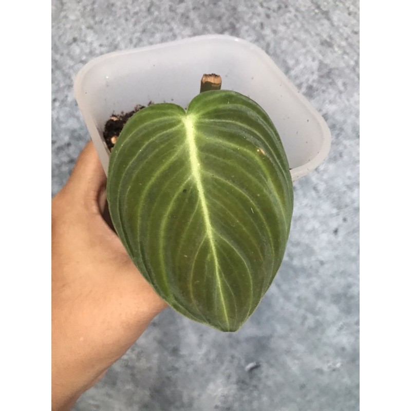 Philodendron Melanochrysum 1 daun