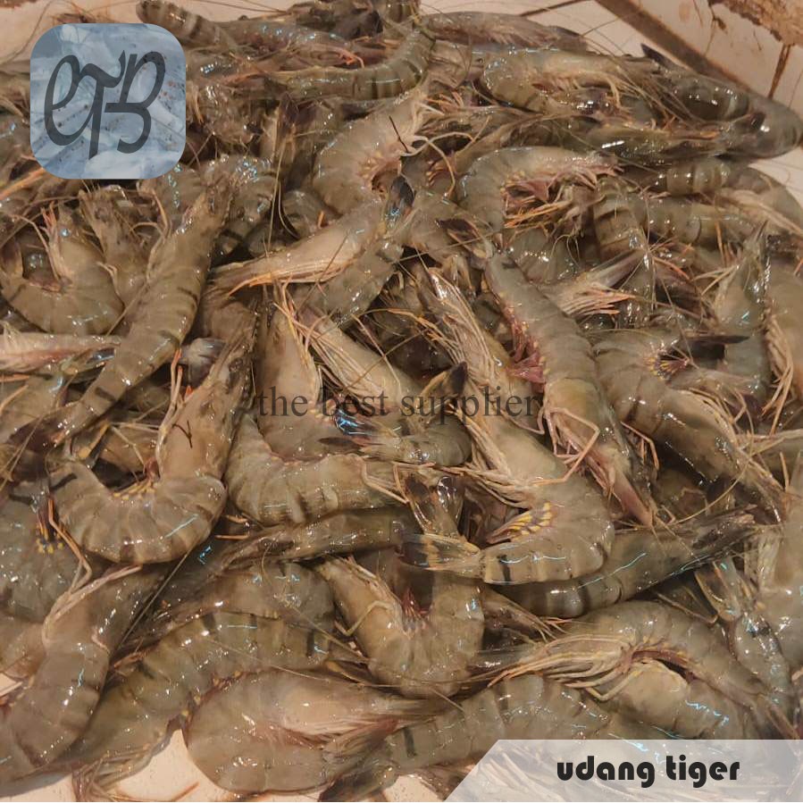 

Udang Tiger Segar Premium