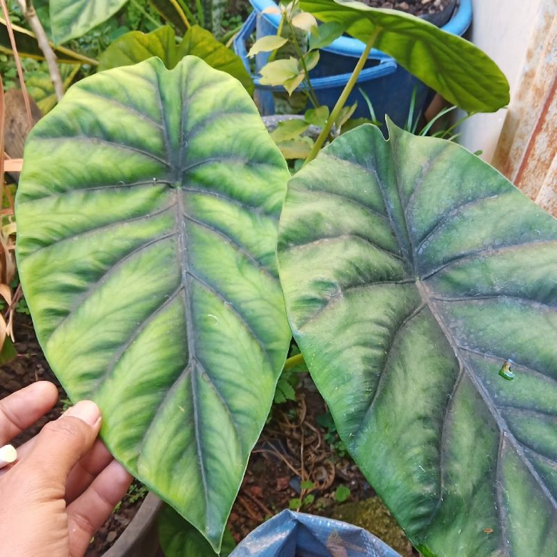 Alokasia Tengkorak HIJAU