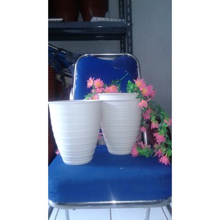  Ori  BJP Pot  Tawon  Putih Tinggi PIRUS 21cm Pot  TIRUS 21cm 