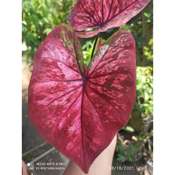 Caladium Keladi AC ANTANU anakan