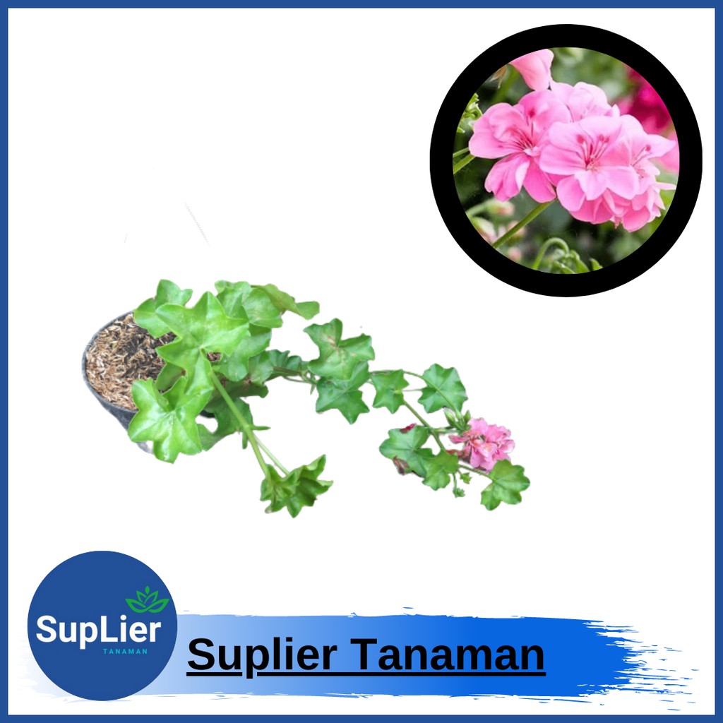 Tanaman Hias Geranium Pink