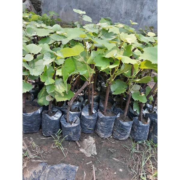 bibit anggur varian rootstok paket 4 tanaman batang bawah anggur buat stek grafting jenis import