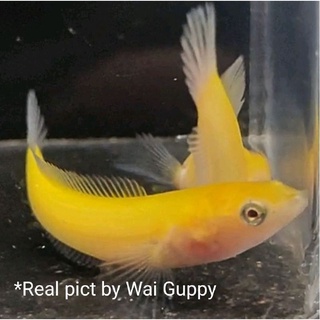 Limbata Golden Xanthic 8cm 9cm Kualitas Pilihan