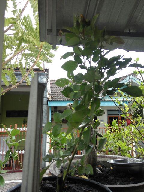 Tanaman Hias Bunga Mawar Floribunda ( Mawar Jepang )