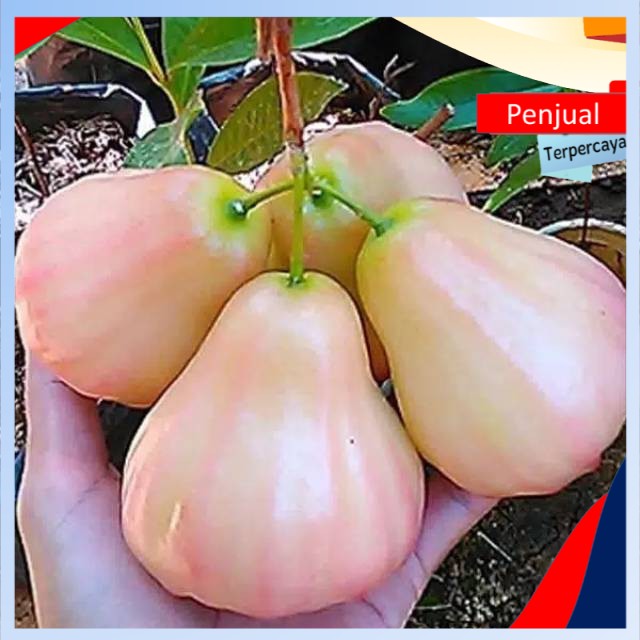 

/cod/ Bibit jambu air king rose cepat berbuah Ktn