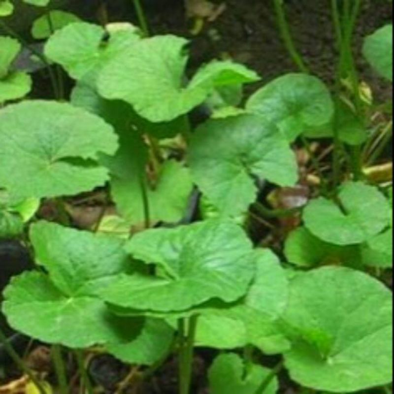 

Daun Antanan / pegagan segar 500gram