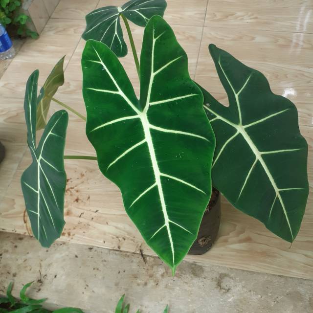 Tanaman keladi neon beby keladi neon