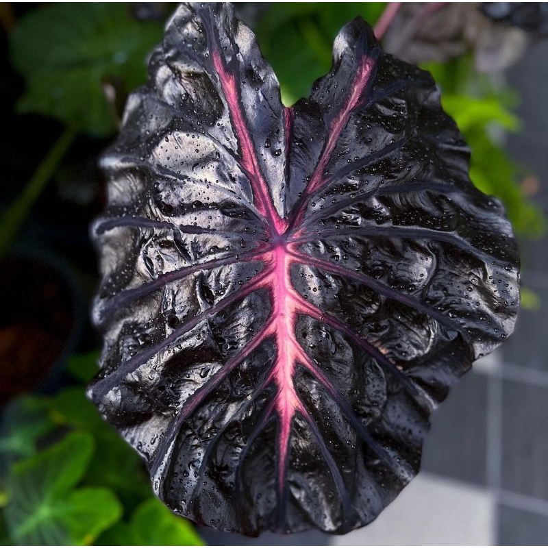 Bibit bonggol colocasia Black lava Hybrid