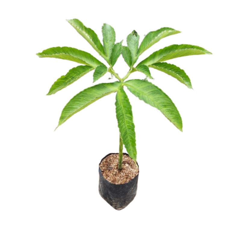 Bibit tanaman umbi porang tinggi 25-35cm sh