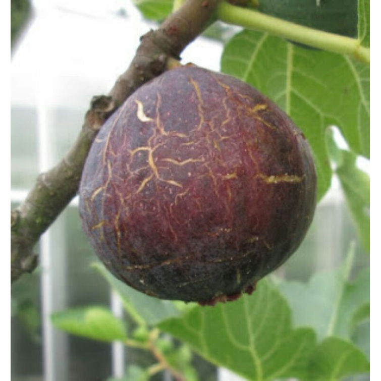 bibit buah tin jenis langka ENRICO fresh cangkok