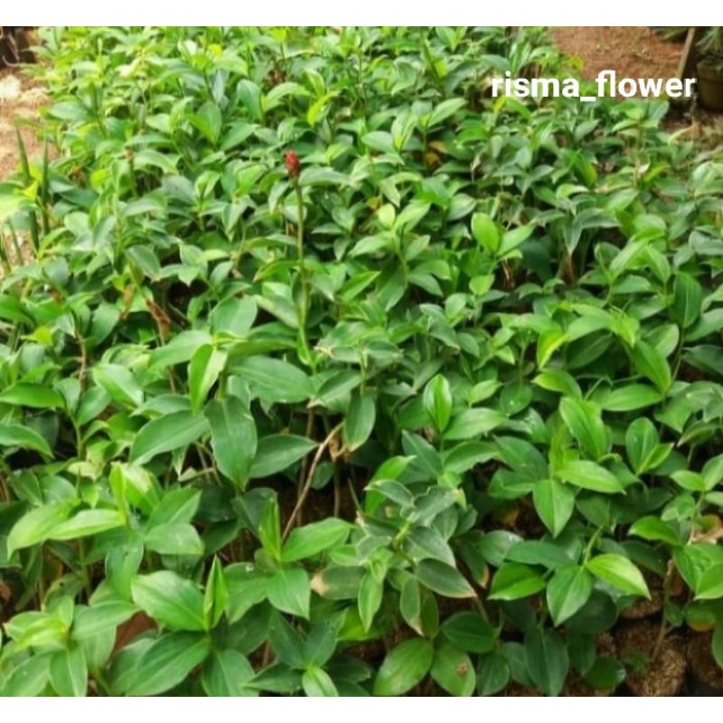 pohon pacing pentul/tanaman hias pacing pentul