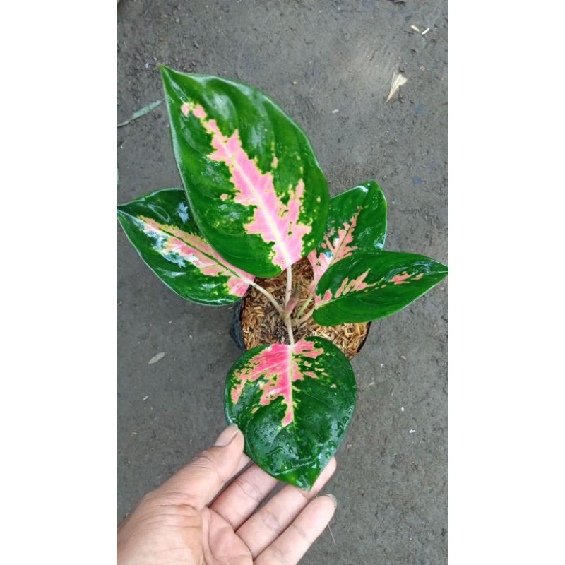 Aglaonema Kochin Paramuay