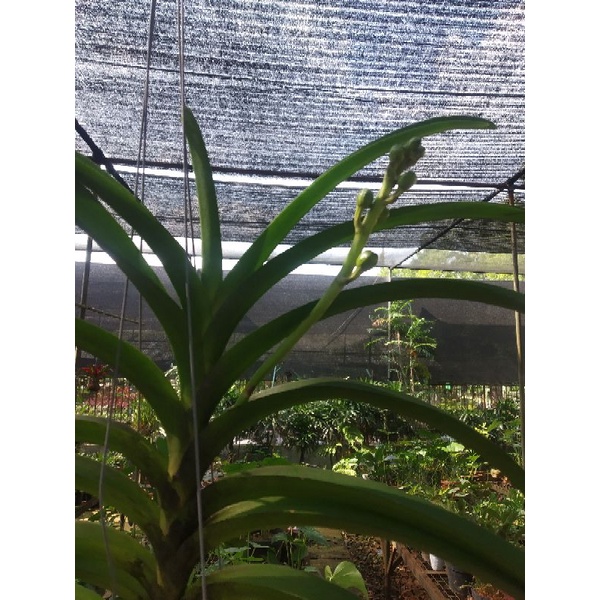 anggrek vanda spike