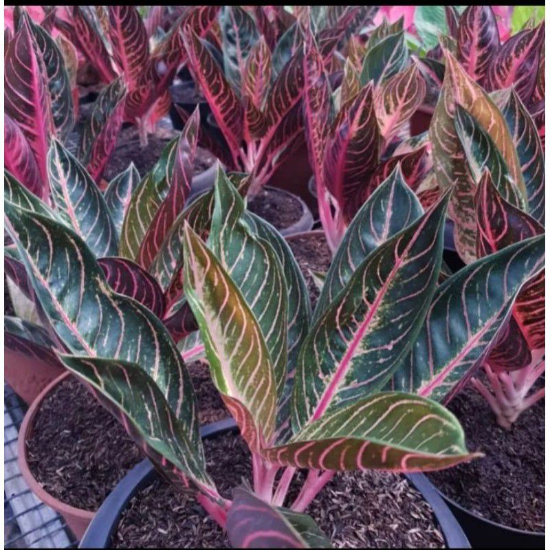 PROMO!!! BABY AGLONEMA PRIDE OF SUMATRA//ANAKAN RED SUMATRA