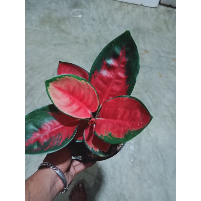 Suksom jaipong stang pendek