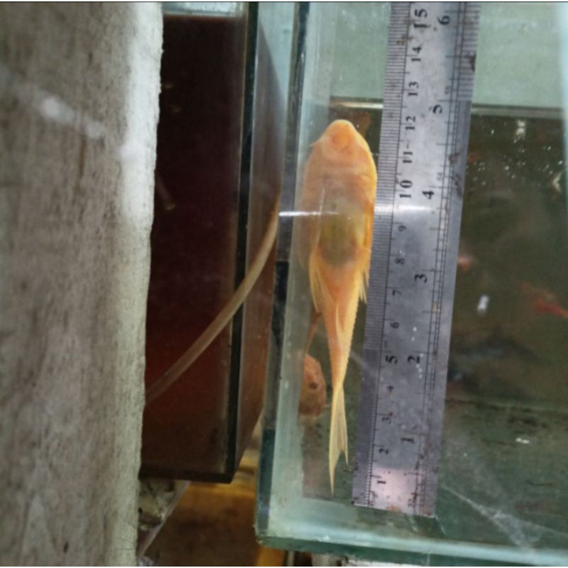 ikan sapu sapu albino besar