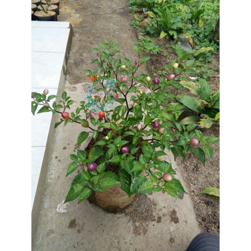 Cabai Bolivian Rainbow Bibit Cabe Hias Sayuran Warna Warni