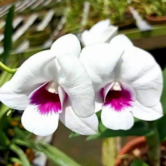 Pohon Anggrek Dendrobium Starlet Dewasa Siap Spike
